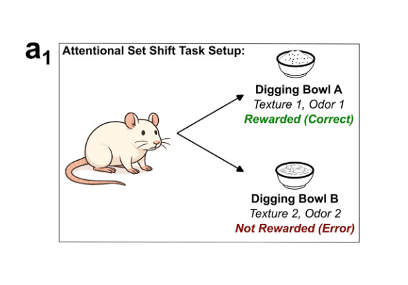 research-notes/images/nielloOptimizingCognitiveEnhancement2026/image-8-x63-y625.png